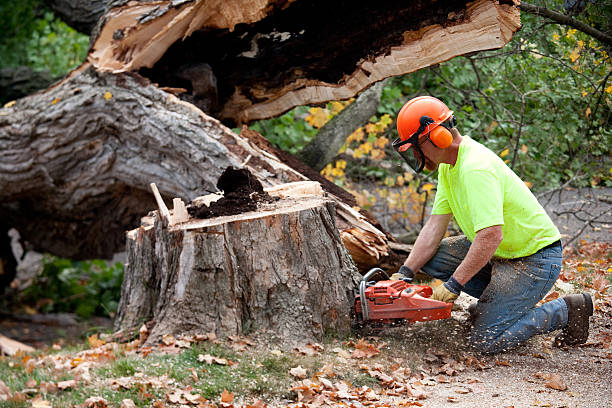 How Our Tree Care Process Works  in  Canyon Lake, TX